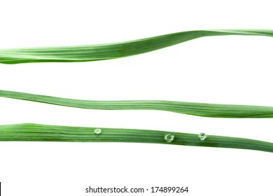 Some Isolated Green Blades Of The Grass