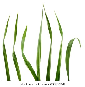 Some Isolated Green Blades Of The Grass