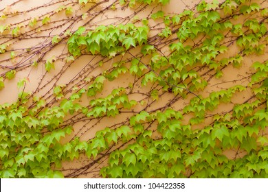 Some Ivy On A Beige Wall