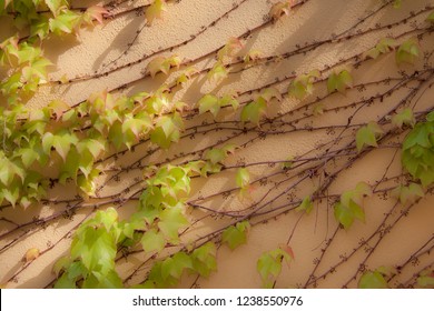 Some Ivy On A Beige Wall