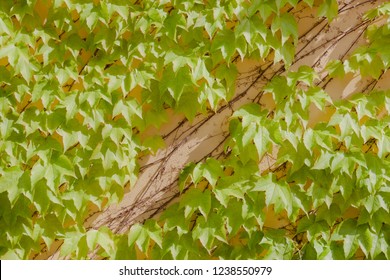 Some Ivy On A Beige Wall