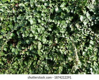 Some Ivy At Pesmes In Burgundy.