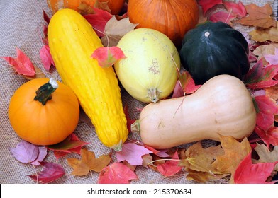 some kind of winter squash for Autumn season decoration - Powered by Shutterstock