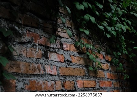 some leaf hanging on wall growing in therain