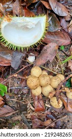 Some Leaf Litter Scattered On The Ground