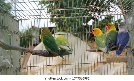 Some Lovebirds Perched On A Wooden Birdcage