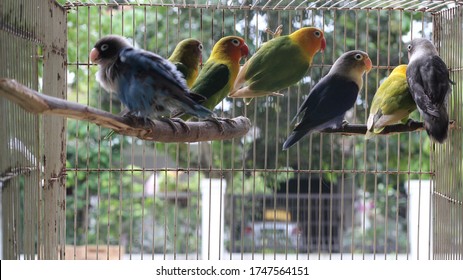 Some Lovebirds Perched On A Wooden Birdcage