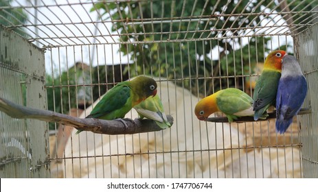 Some Lovebirds Perched On A Wooden Birdcage