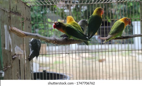 Some Lovebirds Perched On A Wooden Birdcage