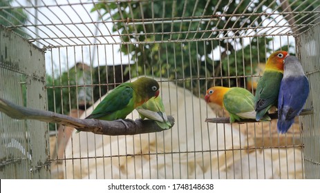 Some Lovebirds Perched On A Wooden Birdcage