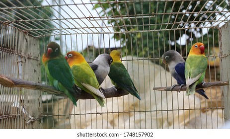 Some Lovebirds Perched On A Wooden Birdcage