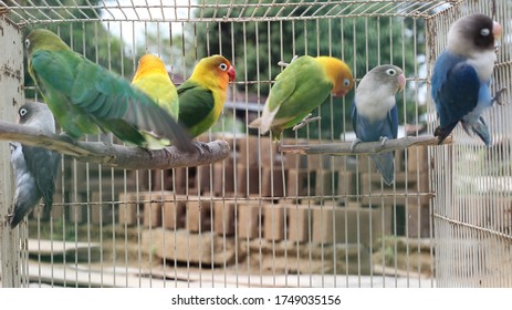 Some Lovebirds Perched On A Wooden Birdcage