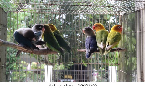 Some Lovebirds Perched On A Wooden Birdcage