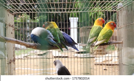 Some Lovebirds Perched On A Wooden Birdcage