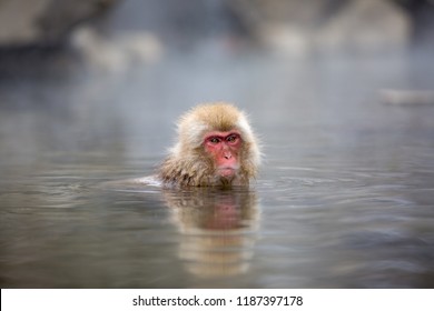 some macaque apes take a bath with the family in asia japan