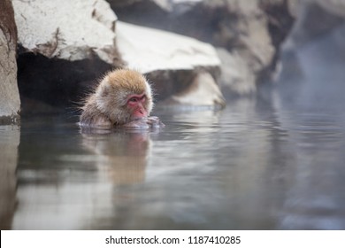 some macaque apes take a bath with the family in asia japan