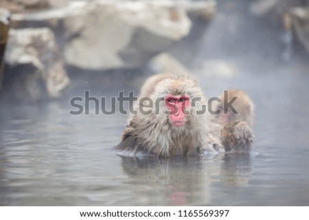 some macaque apes take a bath with the family in asia japan
