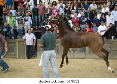 Some Moments Of The Horse Race Famous Around The World, Il Palio Di Siena. Slightly Motion Blur Gives The Sense Of Movement.