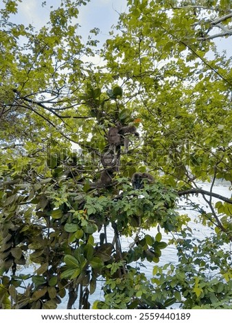 Some monkeys in the trees.