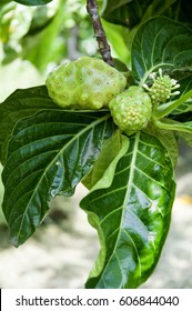 a some noni fruit on the tree