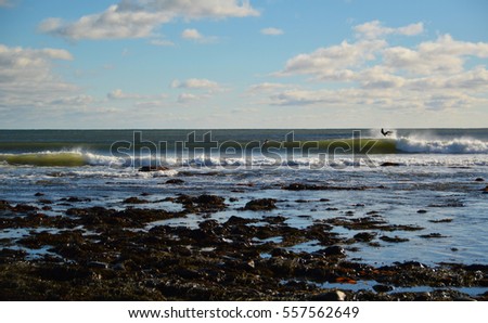 some ocean waves breaking on a sunny day with surfers wiping out kelp seeweed in foreground with bohkeh