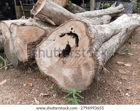 some old teak logs outside