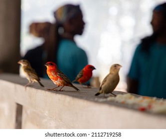Some orange and grey birds, fodies are sitting on a wooden fence and eating rice. Two men in the background. Tropical climate, wildlife, close up.