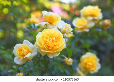 Some orange yellow roses in the garden