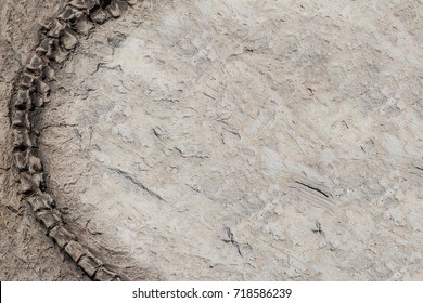 Some Parts Of Artificial Dinosaur Fossil Background