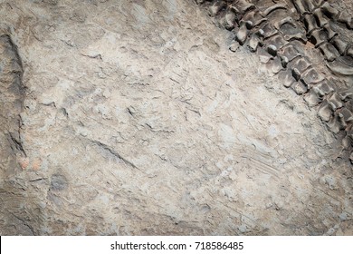 Some Parts Of Artificial Dinosaur Fossil Background