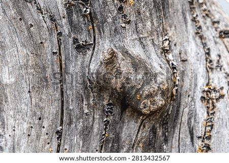 Some pattern on a stub from an old tree looks like natural art of the nature