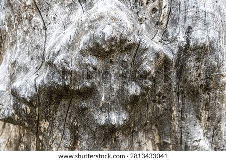 Some pattern on a stub from an old tree looks like natural art of the nature