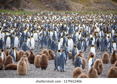 some penguins in the arctic walking around on the north pole and looking for the young baby’s - Shutterstock ID 1179612406