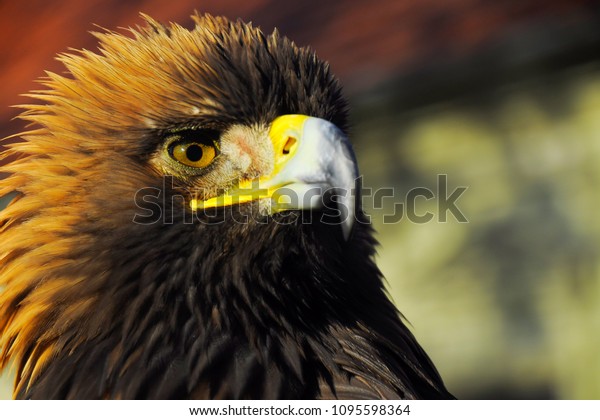 Some People Golden Eagle Best Friend Stock Image Download Now