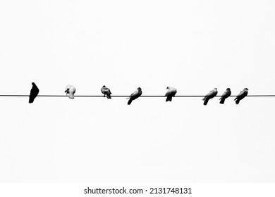 Some pet pigeons sitting in line on the electric wire. Birds lined up on electric wires black and white view.
