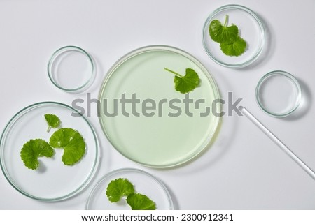 Some petri dish containing fresh gotu kola leaves and liquid on white background. For the creation of natural cosmetics good for skin, gotu kola is a component worth mentioning.