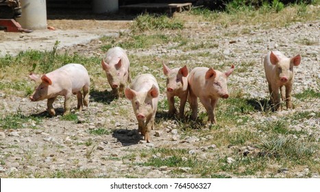 Some piglets run in a meadow