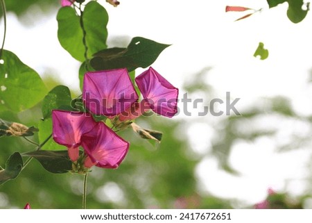 Some pink Morning Glory (Ipomoea carnea) in the garden with blurry background.