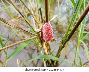 some pink snail eggs in the rice field sticking to the stems of the rice plants that have been cut