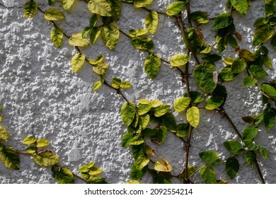 Some Plants Growing Up On The Wall