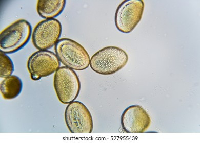 Some Pollen Of The Amaryllis Under The Microscope.