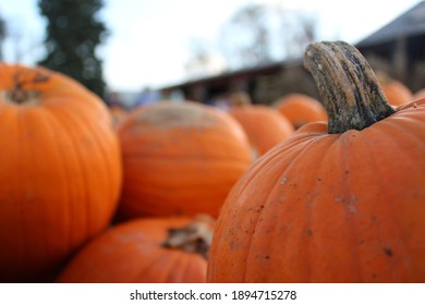 Some pumpkins in the patch.