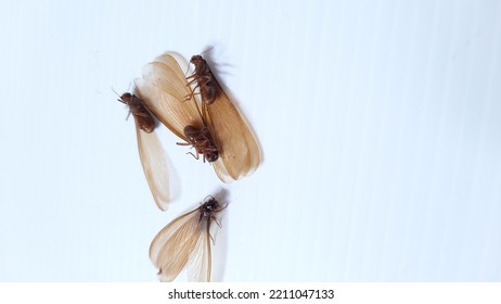 Some Reproductive Termites Or Winged Termites Died 