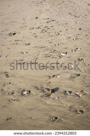 Some Sand and Sea Shells at the Outer Banks Island in North Carolina