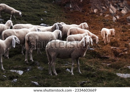 Some sheep in Alps mountains Imagine de stoc © 