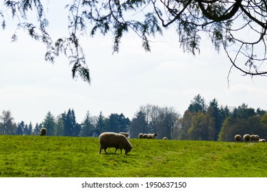 Some Sheep In A Pasture In France; Near The Royal Newfoundland Regiment Memorial Caribou