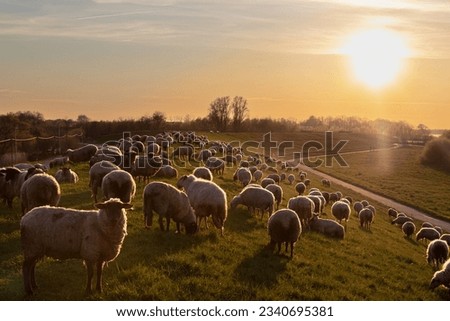 Some sheeps on a dike at Hamburg