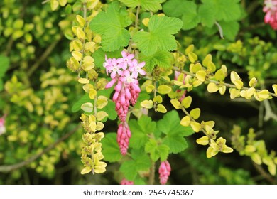 Una Pequeña flor color