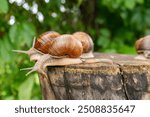 some snails on a tree stump. Roman Snail (Helix pomatia) on piece of wood