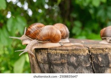 some snails on a tree stump. Roman Snail (Helix pomatia) on piece of wood